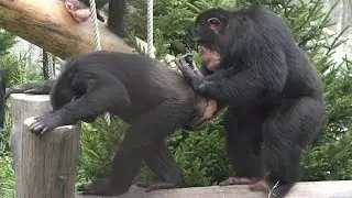Young Male Chimp Finally Married! | Chimpanzees Mating Behavior | This Is Interesting.