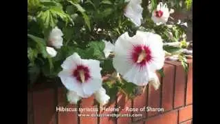 Hibiscus syriacus 'Helene' - Rose of Sharon