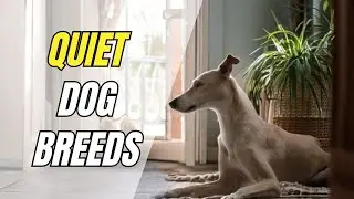 10 ТИХИХ пород собак, которые ПРАВДА не лают (идеально для квартир!)