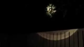 Weird noises of Brushtail Possum in Brisbane