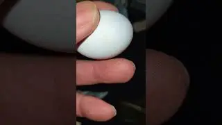Egg is about to hatch #shorts #kalapatids #pigeonracing #kalapati #pigeon #kabootar