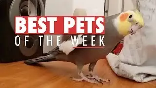 Best Pets of The Week