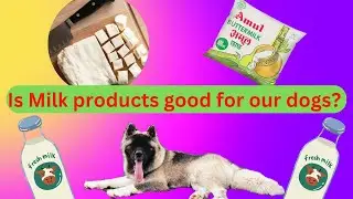 Milk and milk product for dog #doglover #dairy #petlover #pet #dog #viralvideo #trendingvideo #puppy