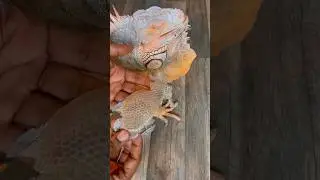 😳 Biggest iguana leg shed #animal #asmr #oddlfysatisfying #fyp #pet