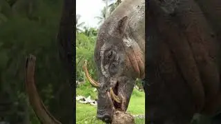 The Unique Adaptations of Babirusa: Unveiling Nature's Curved Masterpiece