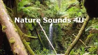 Nature Sounds - Australian bird song in the morning & frogs -relaxing-study-meditation-ambient-ASMR