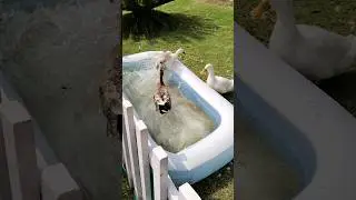 Goose 🦢 Enjoying 🌊 Water Bath 