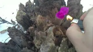 Nitrate Banger