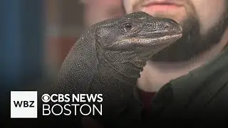 Runaway 5-foot-long lizard relocated to Massachusetts reptile sanctuary