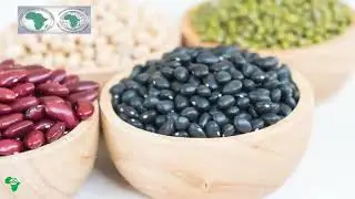 TAAT Pre-cooked Bean Technologies