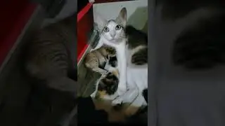 Cute Mom Cat and Kittens #meskipops #cat #animals #pets