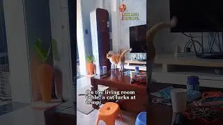 A cat that always drops things on the table‼️#cat #funny #shorts
