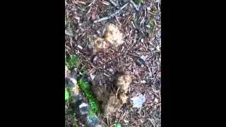 Wolf scat