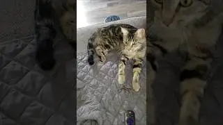 Cat FURIOUS Reaction to a Fly 😳🦟 #cat #catlovers