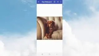 Dog Wallpapers HD