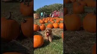 🍎 Coco the Maltipoo at Whistling Well Farm: Apple Orchard & Pumpkin Patch Adventure in Hastings, MN