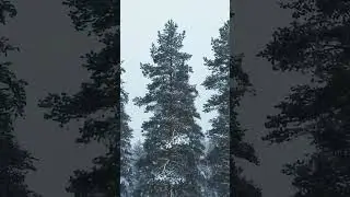Snowing Loop:  Relaxing ASMR for Sleep & Cozy Ambiance