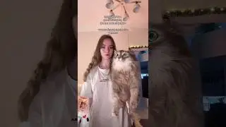 гости к этому готовы? придется приготовиться) #кошки #кошатник #юмор #уют #отношения #питомцы #cat