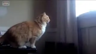 Very Funny Cat Jump Fails Compilation 😸