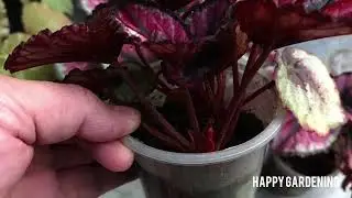 Как выращивать и ухаживать за бегонией рекса в горшках @Happygardening #растения #садоводство #цв...