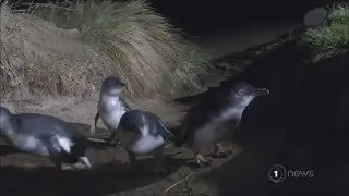 Observation platform proposed for Timaru to give resident penguins extra protection