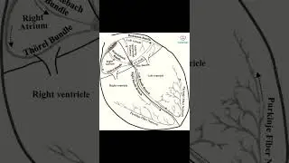 Conduction System of Heart #cardiocare #sanode
