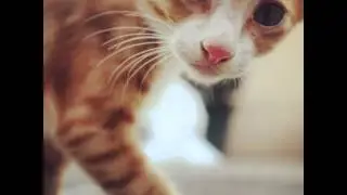 353 Ideas You Can Steal from Cats