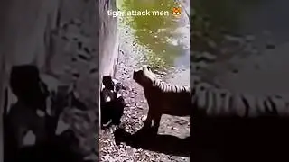 White tiger attack men 🐯😭 Delhi zoo |#shorts #shortvideo #shortsyoutube #viralvideos #trendingshorts