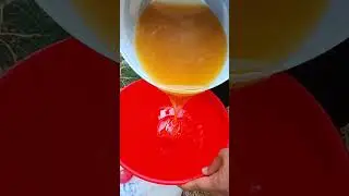 Calm and Satisfying Honey Harvest Short #beekeeping #harvestinghoney #workerbee #harvesthoney #honey