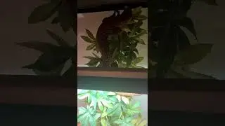 Australian monitor lizard ackie monitor still looking for food, never satisfied! Subscribe for more