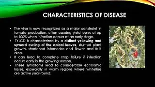 TOMATO YELLOW LEAF CURL VIRUS (TYLCV)