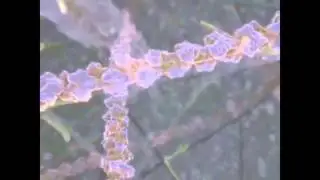 Жизнь клетки Inner Life Of A Cell   Full Version Русская озвучка