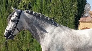 Stunning 2022 PRE Gelding | 157cm | Under Saddle with Wow Trot & Uphill Canter