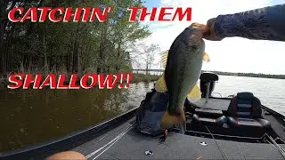 Catchin' them UP SHALLOW! (Bed Fishing)