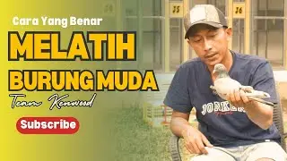 pedoman team kenwood melatih burung muda