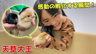 ヒヨコが卵から生まれる瞬間に感動する、かえでくんあーたん！孵化器から新しいお家にお引っ越し♪　天草大王　Baby Chick Hatching | Egg Hatching