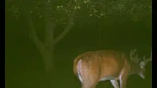 JTO #12 : THE BEST BAIT FOR BIG DEER