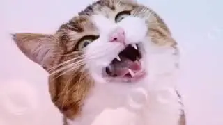Mewww🐈
