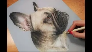 Colored Pencil Drawing: French Bulldog - Speed Draw | JosYMovieS