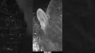 Whew! 😅  We almost lost this trail camera to a curious Black Bear! #wildlife #blackbear