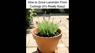 Grow Lavender for FREE 🌿 | Easy Lavender Propagation from Cuttings