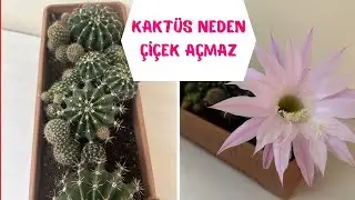 3 İPUCU SAYESİNDE KAKTÜSLERİNİZ BOL BOL ÇİÇEK AÇACAK, KAKTÜSÜN ÇİÇEK AÇMASI İÇİN NELER YAPILABİLİR