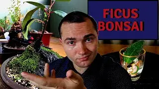 Growing Ficus Bonsai from leaf cuttings