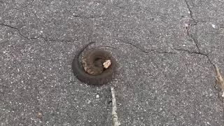 Chased by a Cottonmouth