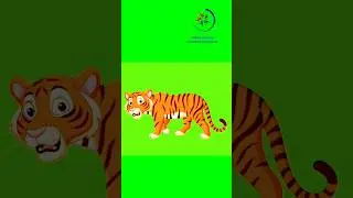 Tiger 🐅 | tiger green screen | tiger green screen video | green screen | jungle green screen #tiger