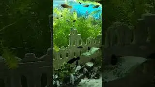 #peces #acuario #molis #pl&aring;tis #sifos#ansistrus