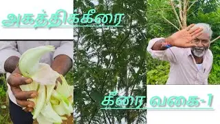அகத்திக்கீரை  கீரை வகை - 1 #Tamil#agriculture #farming