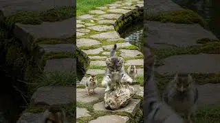 The Brave Kitten Rushed to Help the Injured Saving Lives Against All Odds #cute #animals #heroes