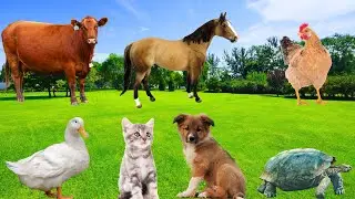 Familiar Animals - Cow, Elephant, Horse, Chicken, Cat, Turtle - Animal Moments