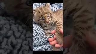 I picked up a cute lynx #shortvideo #shorts #cute #cat #lynx #animals #pet #healing